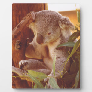 Koala Liebe Fotoplatte