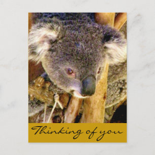 Koala Liebe_ Postkarte