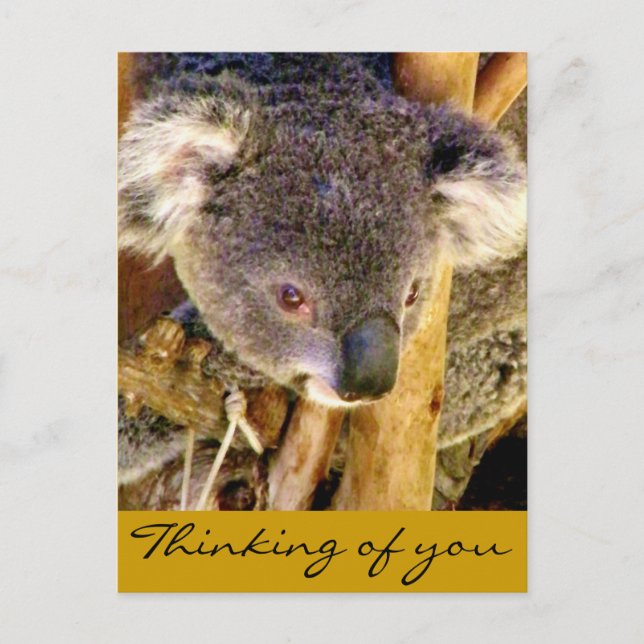 Koala Liebe_ Postkarte (Vorderseite)