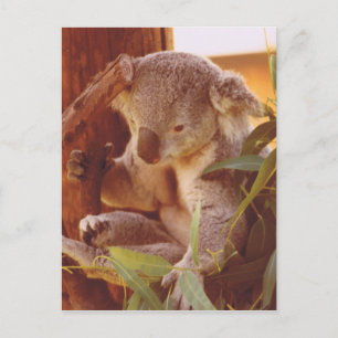 Koala Liebe Postkarte