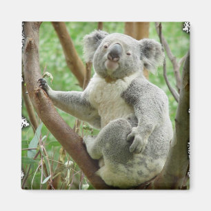 Koala-Magnet Magnet