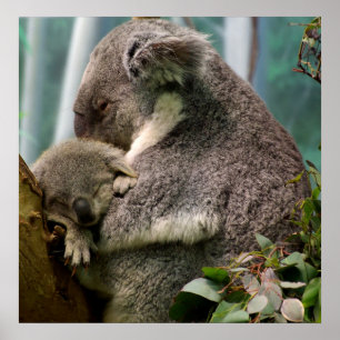 Koala Mama und New Baby Poster