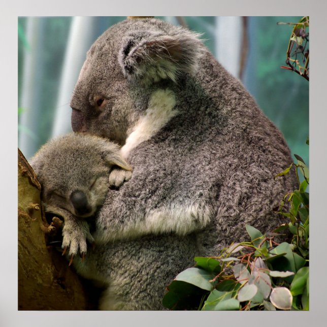 Koala Mama und New Baby Poster (Vorne)