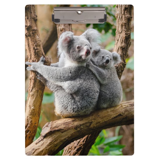 Koala mit Baby in einem Baum in Australien Klemmbrett (Vorderseite)