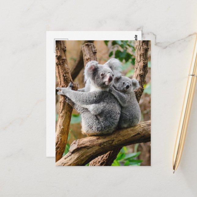 Koala mit Baby in einem Baum in Australien Postkarte (Vorderseite/Rückseite Beispiel)