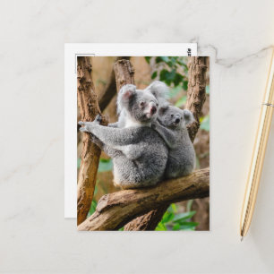Koala mit Baby in einem Baum in Australien Postkarte