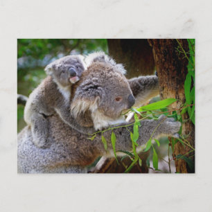 Koala Mom Postkarte