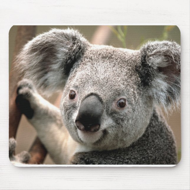 Koala Mousepad (Vorne)