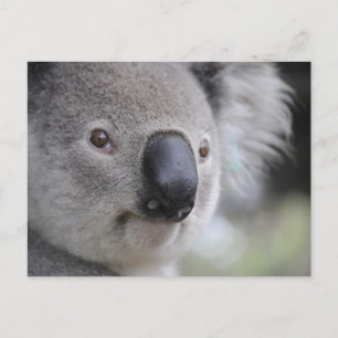 Koala Nah-up Foto Postkarte