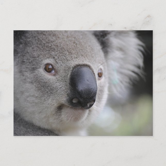 Koala Nah-up Foto Postkarte (Vorderseite)