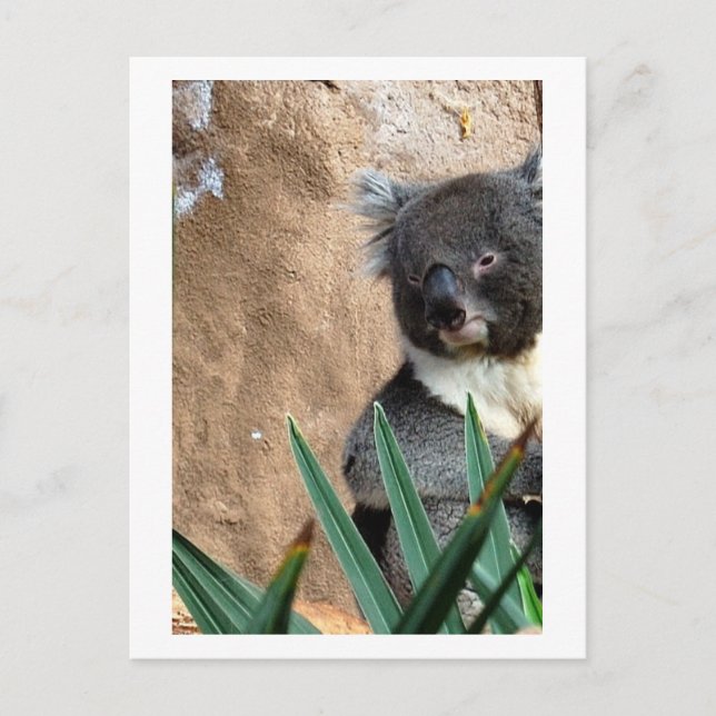 Koala Nah-up Postkarte (Vorderseite)