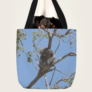 Koala Nickerchen