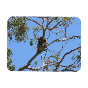 Koala Nickerchen Magnet