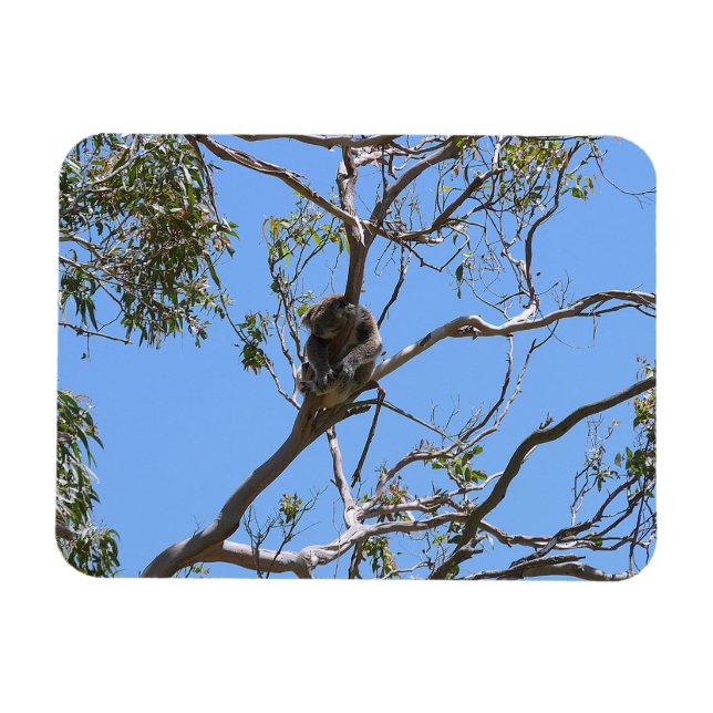 Koala Nickerchen Magnet (Horizontal)