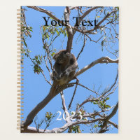 Koala Nickerchen