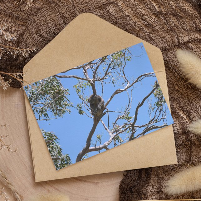 Koala Nickerchen Postkarte (Von Creator hochgeladen)