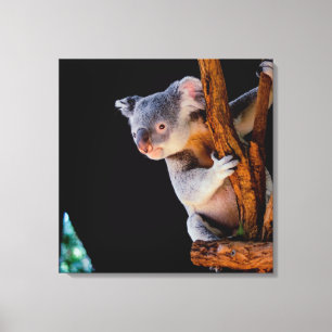 Koala Niedlich in Tree Gray Leinwanddruck