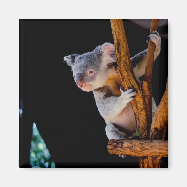 Koala Niedlich in Tree Gray Magnet (Vorne)