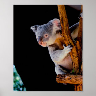 Koala Niedlich in Tree Gray Poster