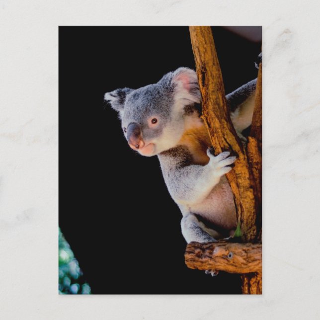 Koala Niedlich in Tree Gray Postkarte (Vorderseite)