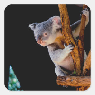Koala Niedlich in Tree Gray Quadratischer Aufkleber
