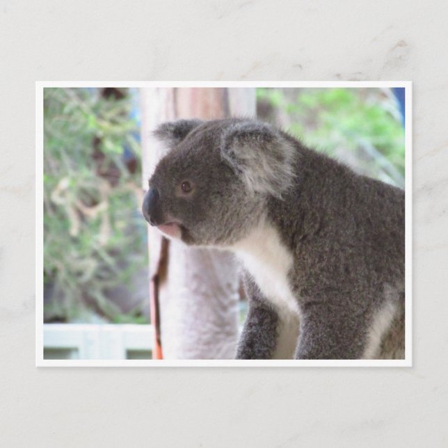 koala niedlich postkarte (Vorderseite)
