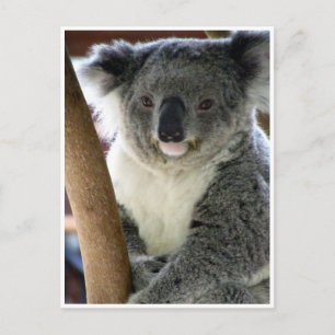 koala niedlich postkarte