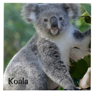 Koala: Niedliche, kuschelige australische Koala Fliese