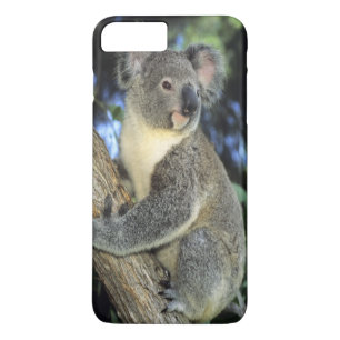Koala, Phascolarctos cinereus), Australien, Case-Mate iPhone Hülle