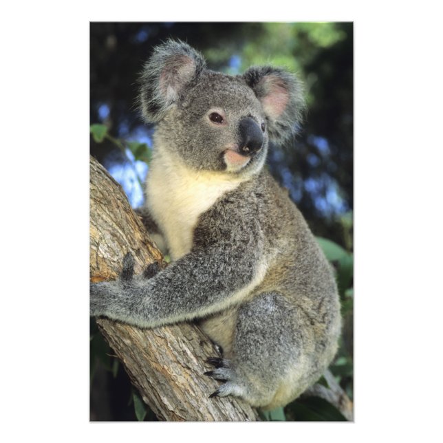 Koala, Phascolarctos cinereus, Australien Fotodruck (Vorne)