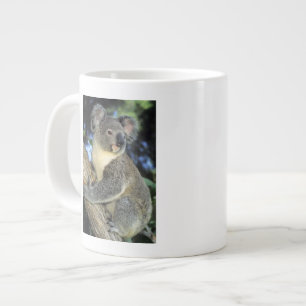 Koala, Phascolarctos cinereus), Australien, Jumbo-Tasse