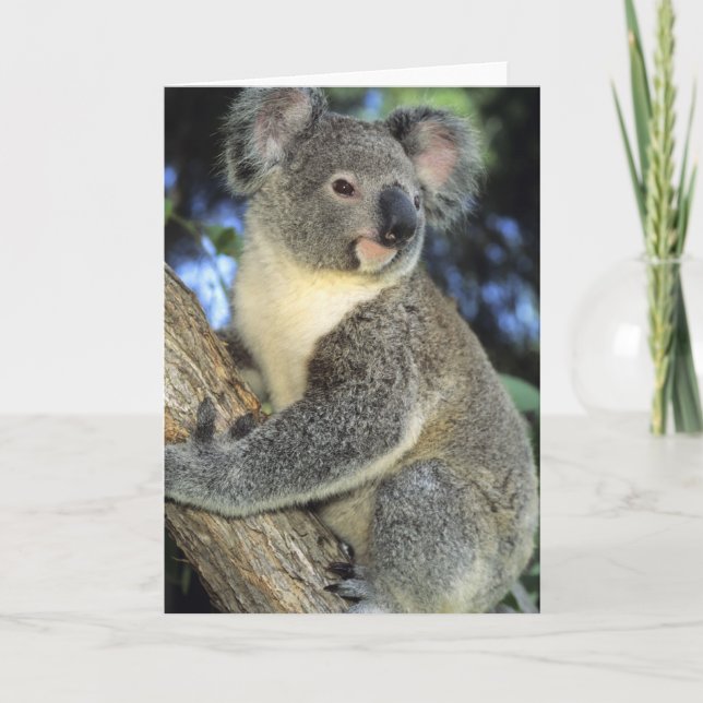 Koala, Phascolarctos cinereus), Australien, Karte (Vorderseite)