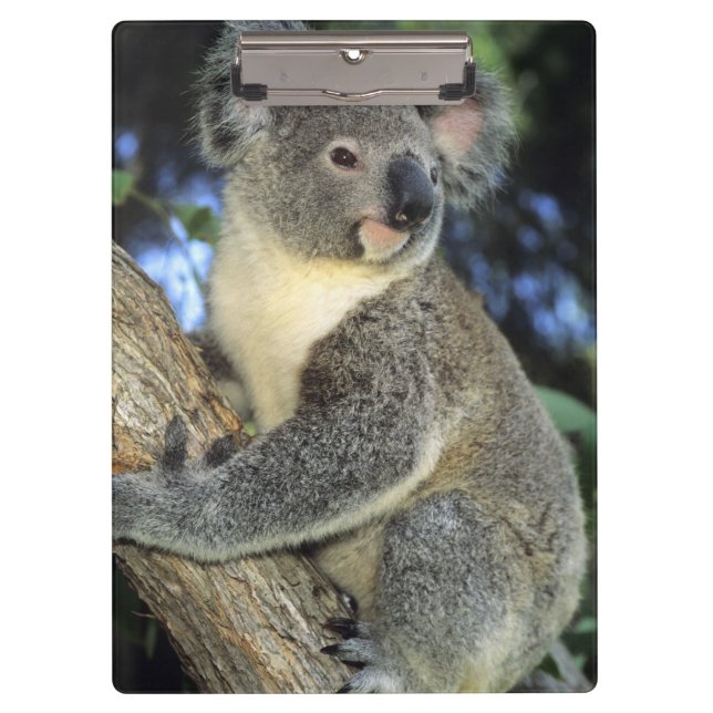 Koala, Phascolarctos cinereus), Australien, Klemmbrett (Vorderseite)