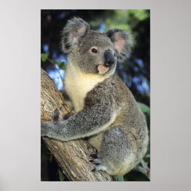 Koala, Phascolarctos cinereus, Australien Poster (Vorne)