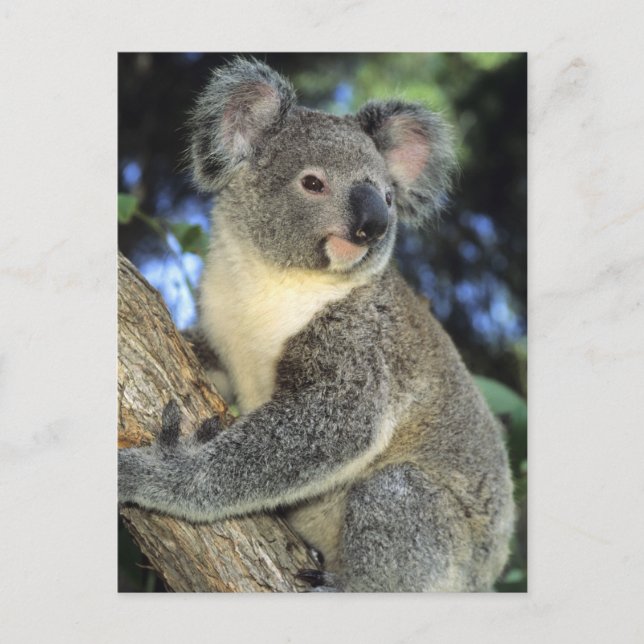 Koala, Phascolarctos cinereus, Australien Postkarte (Vorderseite)