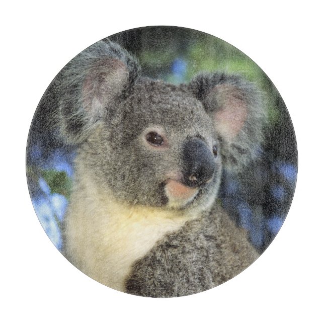 Koala, Phascolarctos cinereus, Australien Schneidebrett (Vorderseite)