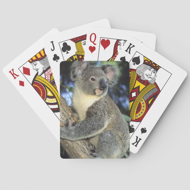 Koala, Phascolarctos cinereus), Australien, Spielkarten (Rückseite)