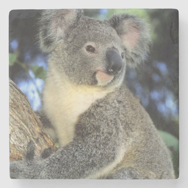Koala, Phascolarctos cinereus, Australien Steinuntersetzer (Vorderseite)