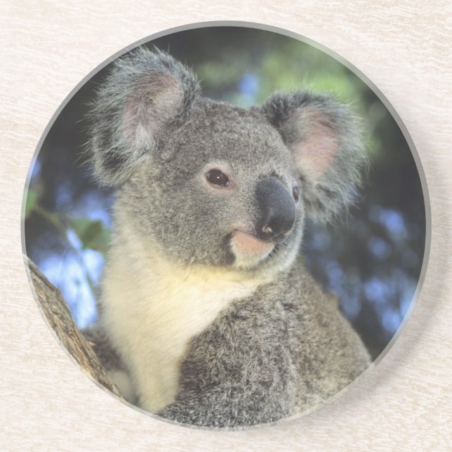 Koala, Phascolarctos cinereus, Australien Untersetzer (Vorne)