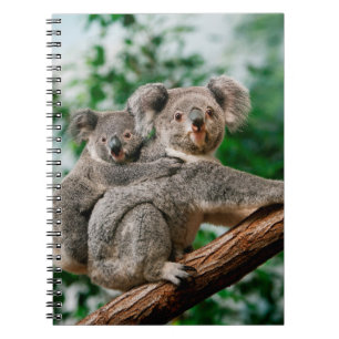 Koala, Phascolarctos cinereus, Frauen, die dich tr Notizblock