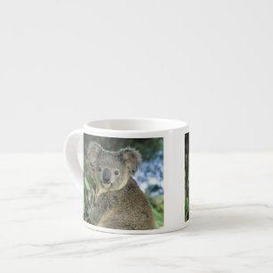 Koala, Phascolarctos cinereus), gefährdet, Espressotasse