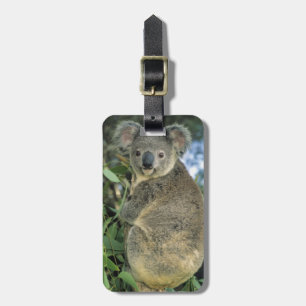 Koala, Phascolarctos cinereus), gefährdet, Gepäckanhänger
