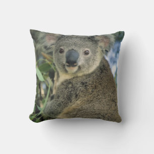 Koala, Phascolarctos cinereus), gefährdet, Kissen