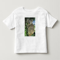 Koala, Phascolarctos cinereus), gefährdet,