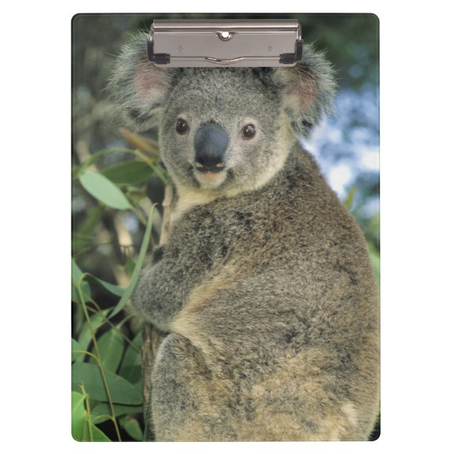 Koala, Phascolarctos cinereus), gefährdet, Klemmbrett (Vorderseite)
