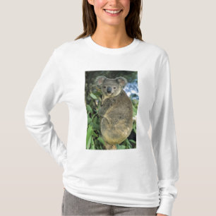 Koala, Phascolarctos cinereus), gefährdet, T-Shirt