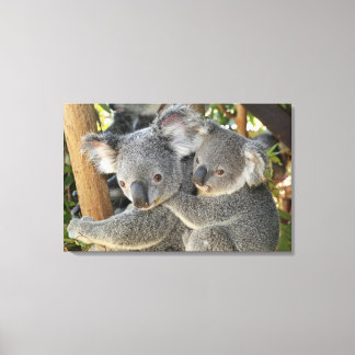 Koala Phascolarctos cinereus Queensland . Leinwanddruck