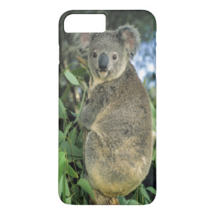 Koala, Phascolarctos cinereus), vom Aussterben bed Case-Mate iPhone Hülle