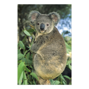 Koala, Phascolarctos cinereus), vom Aussterben bed Fotodruck