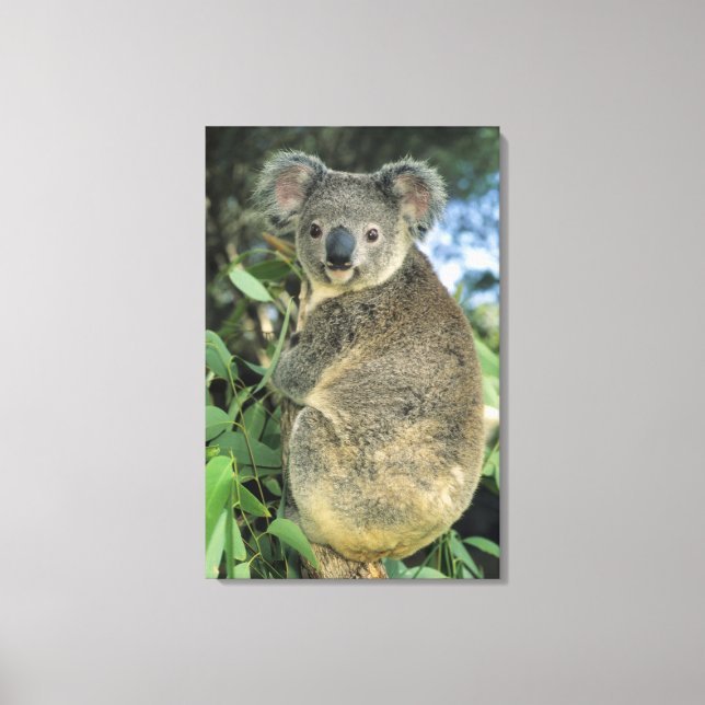 Koala, Phascolarctos cinereus), vom Aussterben bed Leinwanddruck (Vorderseite)